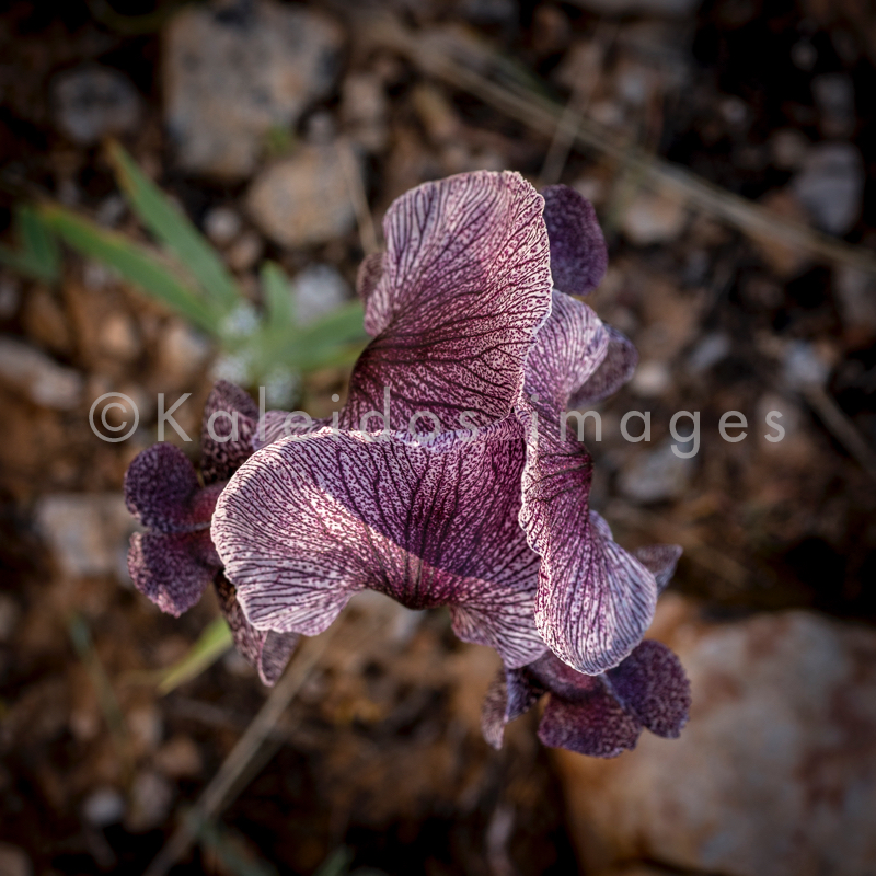 Al Arz;Iris;Iris Cedreti;Kaleidos;Kaleidos images;Lebanon;Middle East;Near East;Proche Orient;Tarek Charara;Flowers;Endemic;Endangered species;Endemic species;Critically endangered;Critically endangered species
